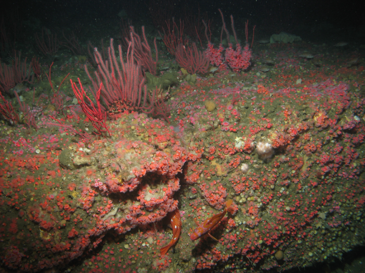 pink anemones, red coral and orange fish on ocean floor